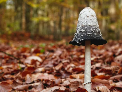 Shaggy inkcap on bed of autumn leaves