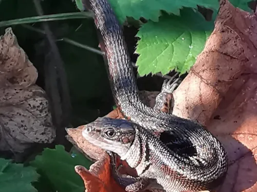 A lizard on a brown leaf.