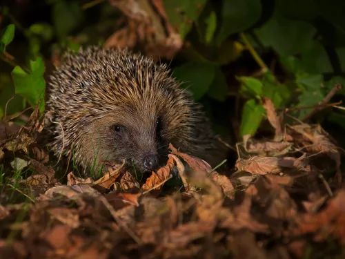 A hedgehog at night sitting amongst fallen leaves.