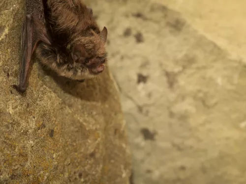 Mammals in Kent | Kent Wildlife Trust