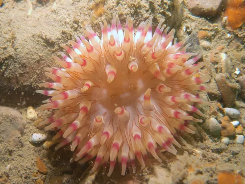 Urtecina Felina