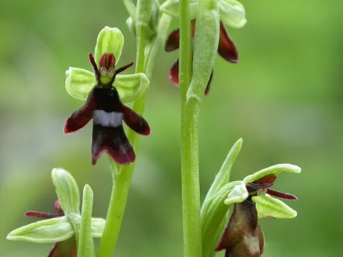 The flowers of a fly orchid, demonstrating their insect-like appearance