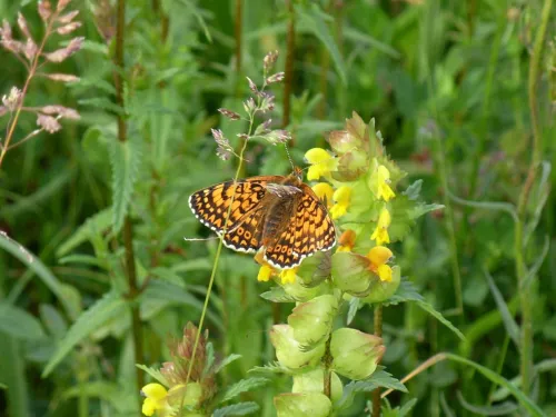 Glanville fritillary