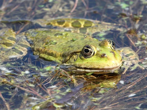 A marsh frog floating at the surface of a pond