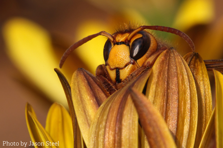Jason Steel's prize-winning photograph of a European hornet