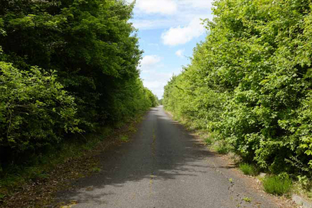 Nature encroaches on a road at Lodge Hill
