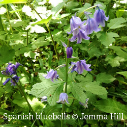 Spanish bluebells