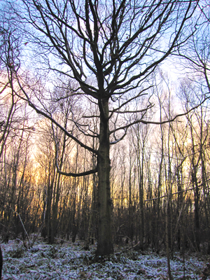 Winter woodlands image