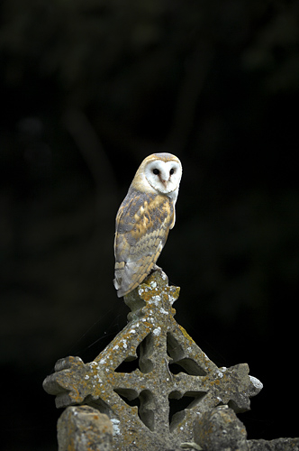 Barn owl image