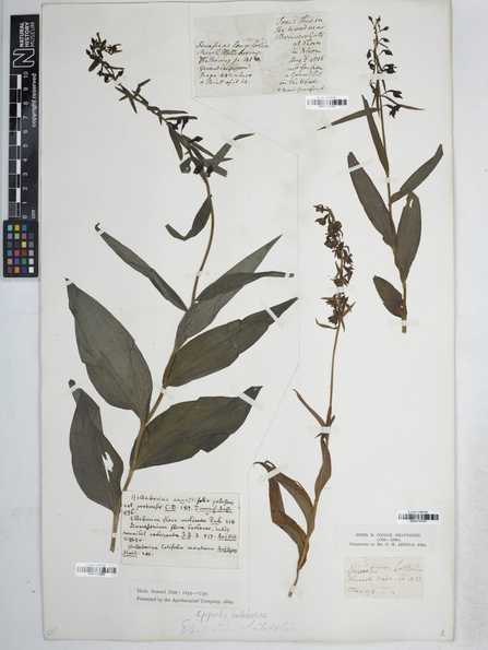Epipactis, Robert Pocock Herbarium Exhibition