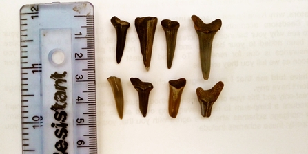 Fossilised sharks teeth and ruler