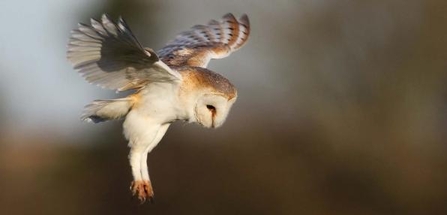 Hovering barn owl