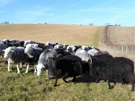 Hebridean and Herdwick sheep
