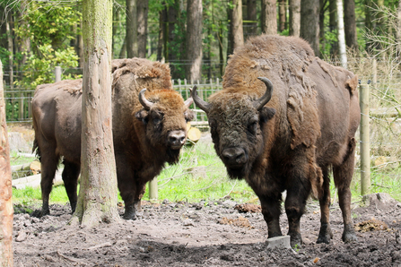 Bison © Wildwood Trust