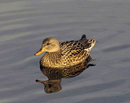 Gadwall (female) duck