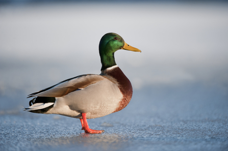 Mallard (male) duck 