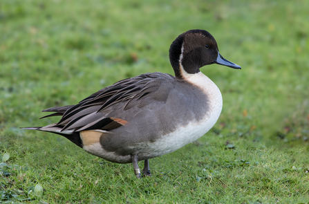 Pintail (male) duck