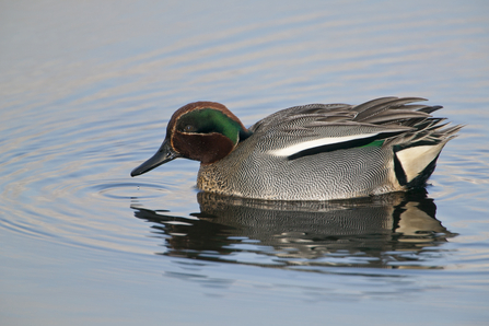 Teal (male) duck 