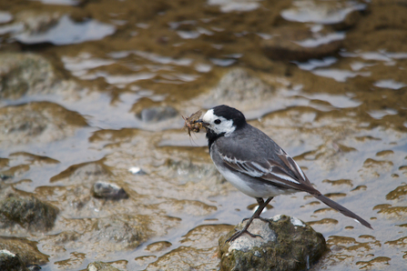 Pied wagtail collecting food for chicks 
