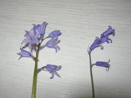 The native bluebell is on the right