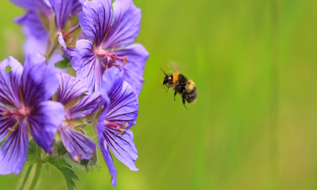 Early Bumblebee, Jon Hawkins - Surrey Hills Photography