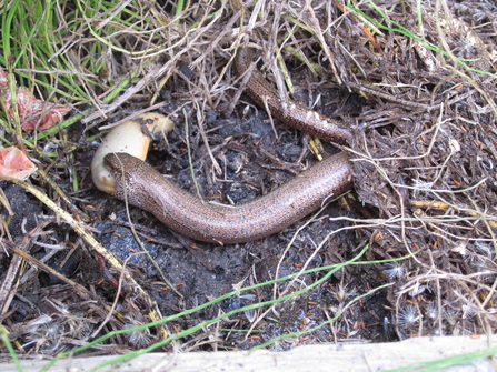 Slow worm eating a slug 