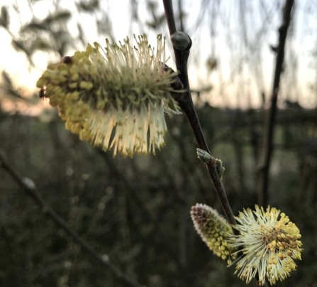 Pussy willow - photograph by P Brook