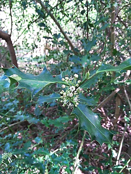 Male holly