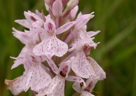 Heath spotted orchid