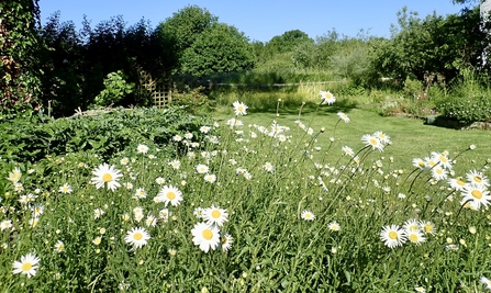 The insects in our garden love the large patches of ox-eye daisies – P Brook
