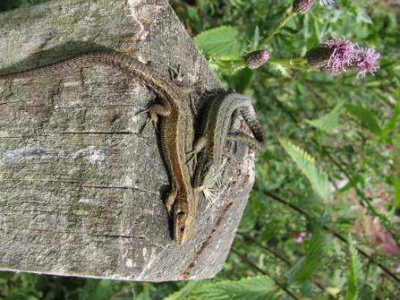 Common Lizard. Photograph by Ian Rickards
