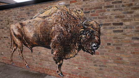 Bison Mural 1