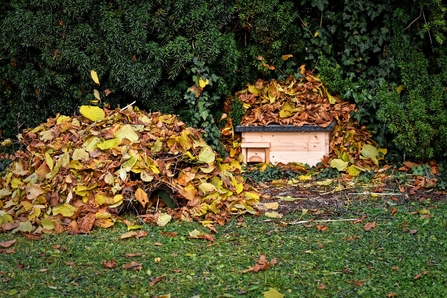 hedgehog shelter