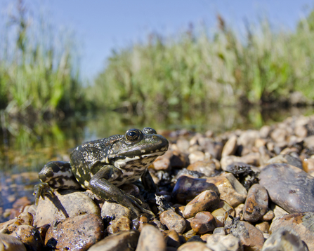 marsh frog on stones beside a marsh