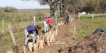 volunteers planting trees at High Downs