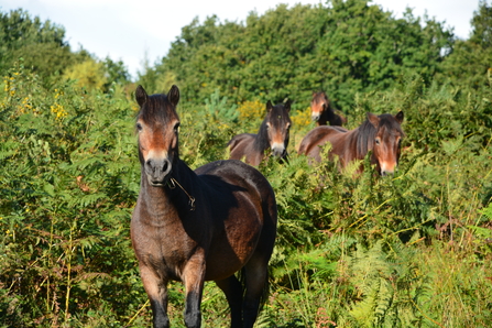 Exmoor ponies in field