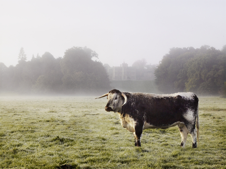 Longhorn cattle in a field on a misty morning