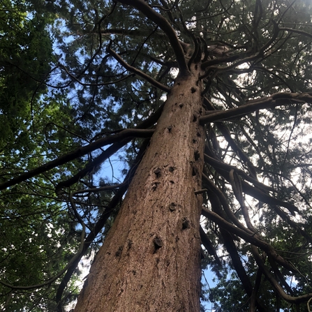 Giant redwood tree at hothfield heathlands