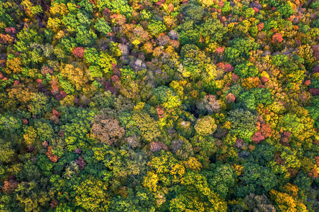 aerial colourful forest trees