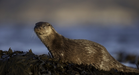 An otter standing on a large pile of kelp
