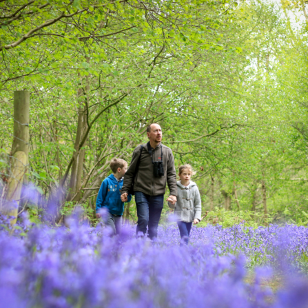 A man walking through a bluebell filled woods with a pair of binoculars holding his the hands of his children. A girl on his left and a boy on his right. 