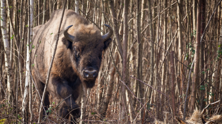 Bison bull in the Blean landscape
