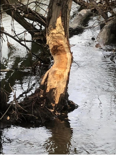 beaver activity at conninbrook lake ashford tree gnawing