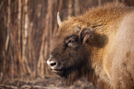 female bison at the blean
