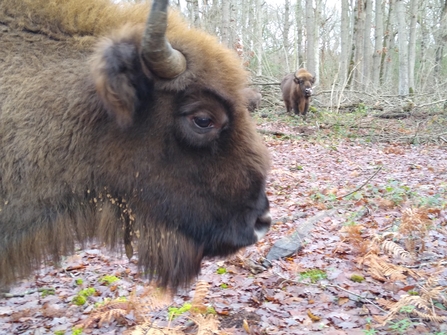 Bison in blean woods