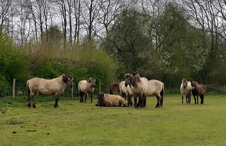 Konik and Exmoor herd