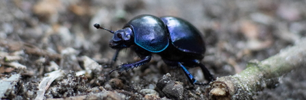 Dung beetles for farmers