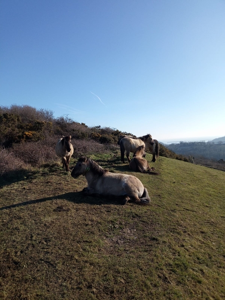 Konik ponies - Dover Downlands