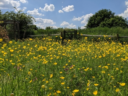 Mini meadow full of yellow poppy-like flowers on a nice sunny day. There is a gate in the background
