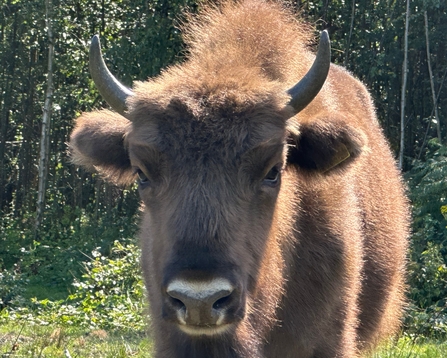 bison calf at one year